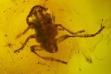 Fossil Cicada Larva, Fly and Flower Stamen in Baltic Amber #145409-1
